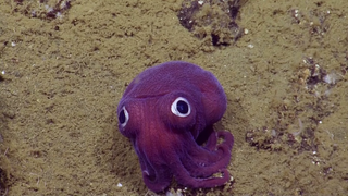 Este calamar de ojos saltones es lo más parecido a un peluche que hay en el océano